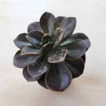 Echeveria 