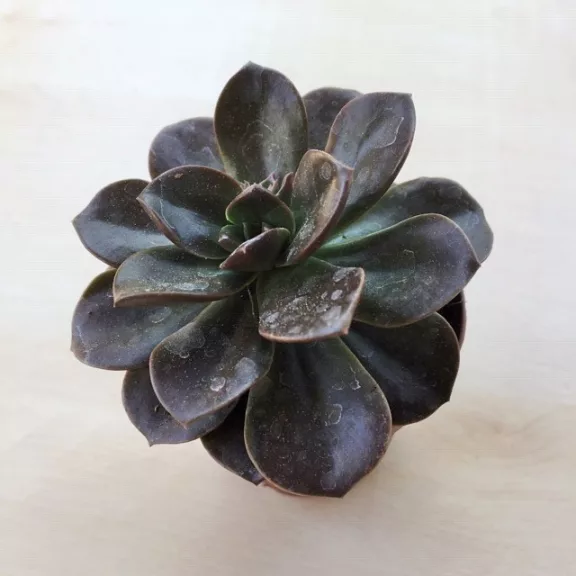 Echeveria 
