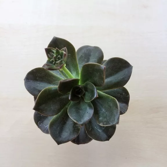 Echeveria 