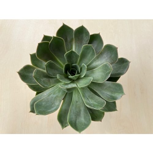 Echeveria menina - nagy méretű