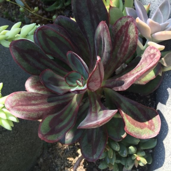 Echeveria nodulosa 'Painted Beauty'