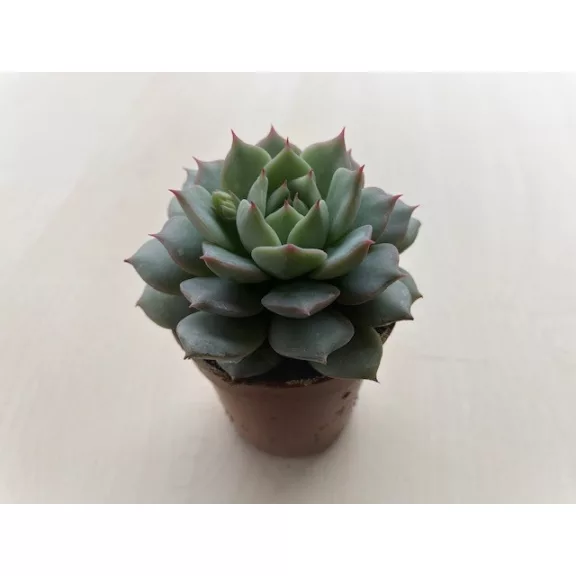 Echeveria Parva