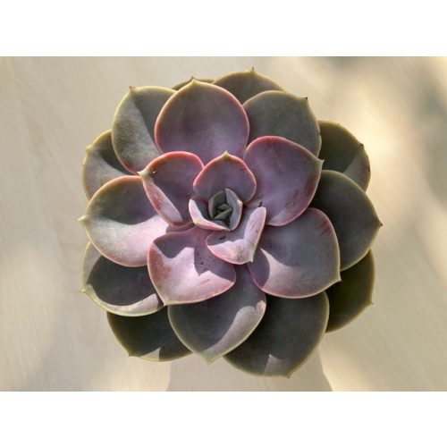 Echeveria Perle von Nürnberg