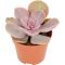 Echeveria Perle von Nürnberg 