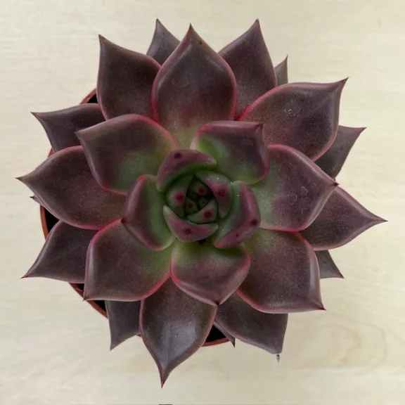 Echeveria Echeveria