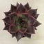 Echeveria 