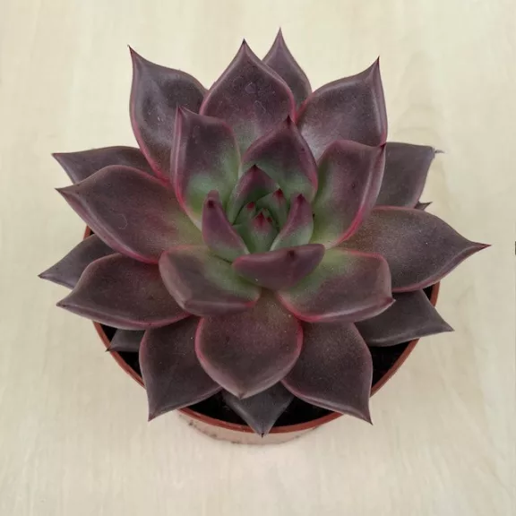 Echeveria Echeveria