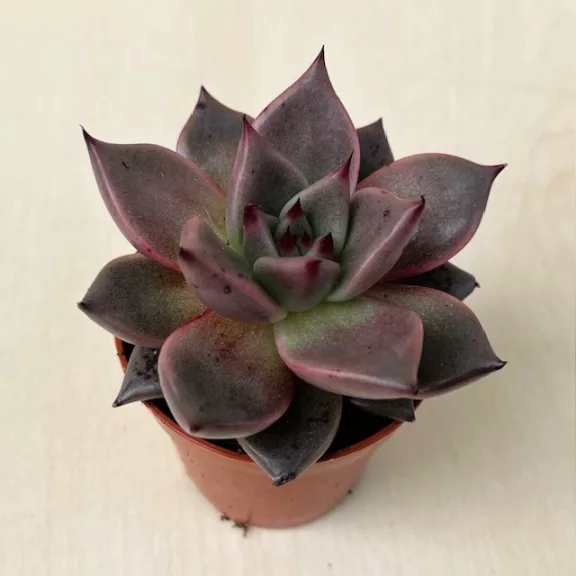 Echeveria Echeveria