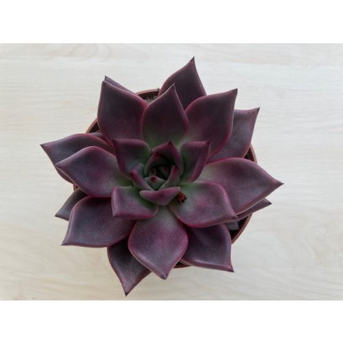 Echeveria 'Pink Champagne'