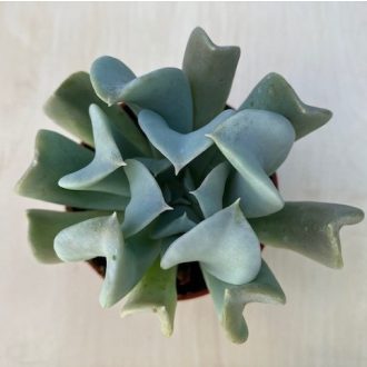 Echeveria 'Pinwheel Revolution'