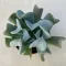 Echeveria 'Pinwheel Revolution'
