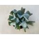 Echeveria 'Pinwheel Revolution'