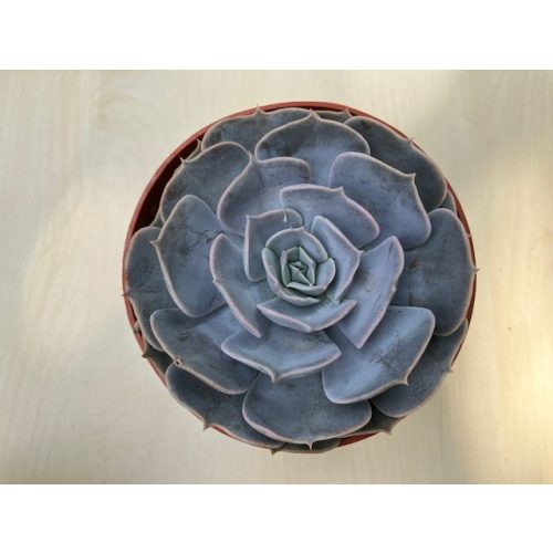 Echeveria Pollux