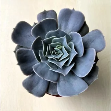 Echeveria Pollux