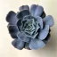 Echeveria Pollux