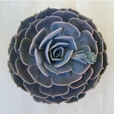 Echeveria Pollux