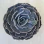 Echeveria Pollux