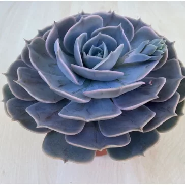 Echeveria Pollux