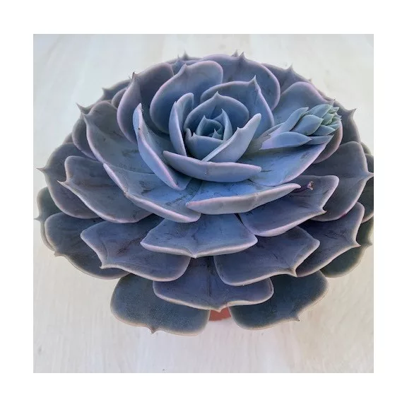 Echeveria Pollux