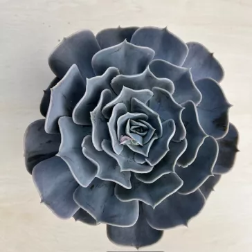 Echeveria Pollux