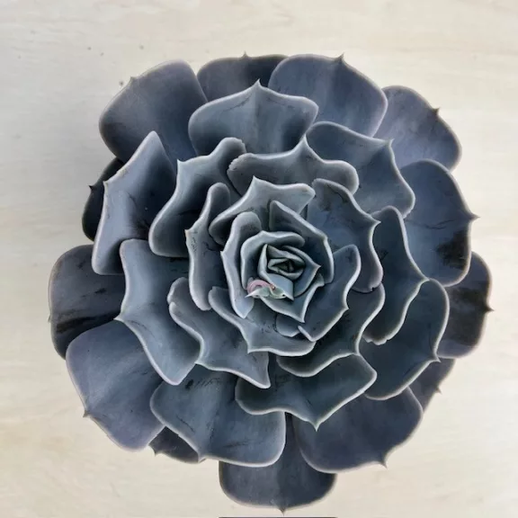 Echeveria Pollux