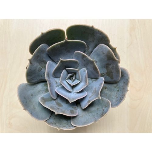 Echeveria Pollux