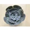 Echeveria Pollux