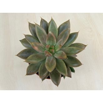 Echeveria (Psyche)