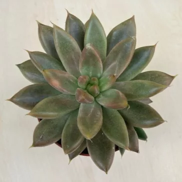Echeveria (Psyche)