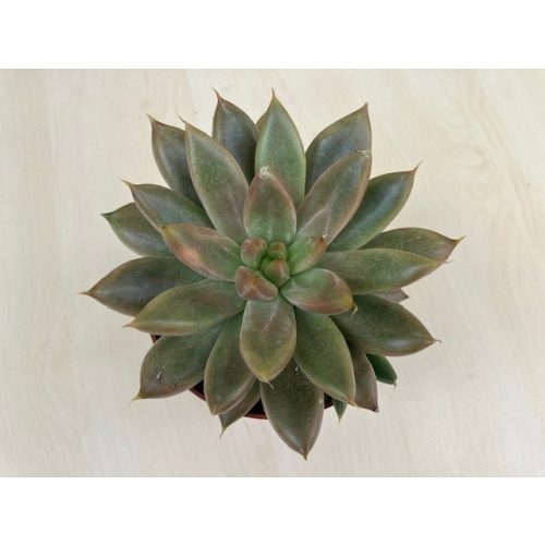 Echeveria (Psyche)