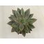 Echeveria (Psyche)