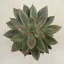 Echeveria (Psyche)