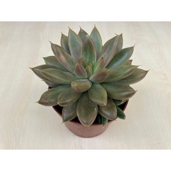 Echeveria (Psyche)
