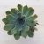 Echeveria pulidonis