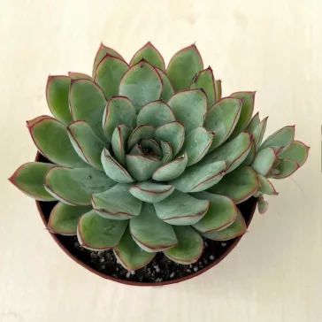 Echeveria pulidonis