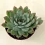 Echeveria pulidonis