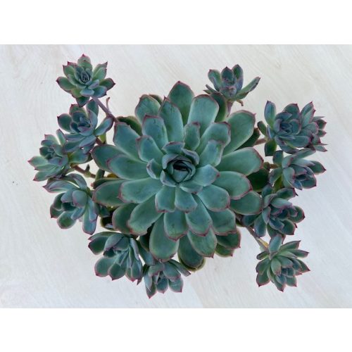 Echeveria pulidonis nagy