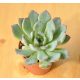 Echeveria pulidonis