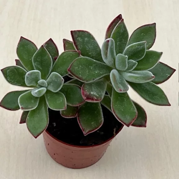 Echeveria Pulvinata Echeveria Pulvinata