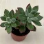 Echeveria Pulvinata 