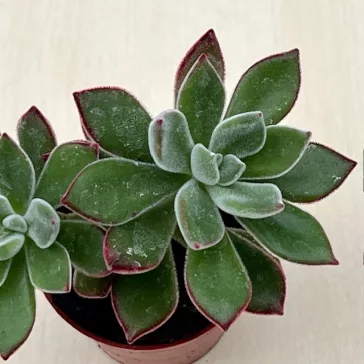 Echeveria Pulvinata 