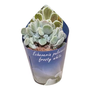 Echeveria Pulvinata Frosty cristata