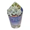 Echeveria Pulvinata Frosty cristata
