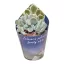 Echeveria Pulvinata Frosty cristata