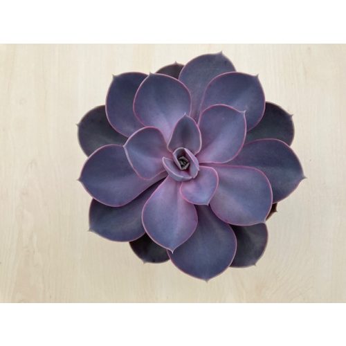 Echeveria Purple Pearl