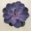 Echeveria Purple Pearl