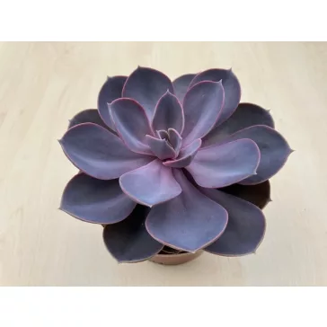 Echeveria Purple Pearl