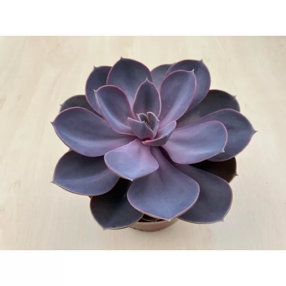 Echeveria Purple Pearl