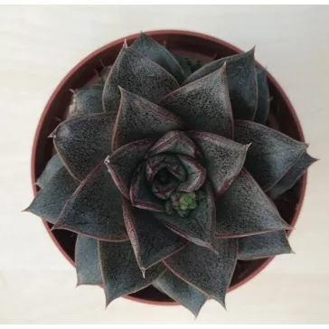 Echeveria purpusorum 8 cm-es cserépben