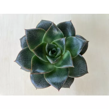Echeveria purpusorum 8 cm-es cserépben